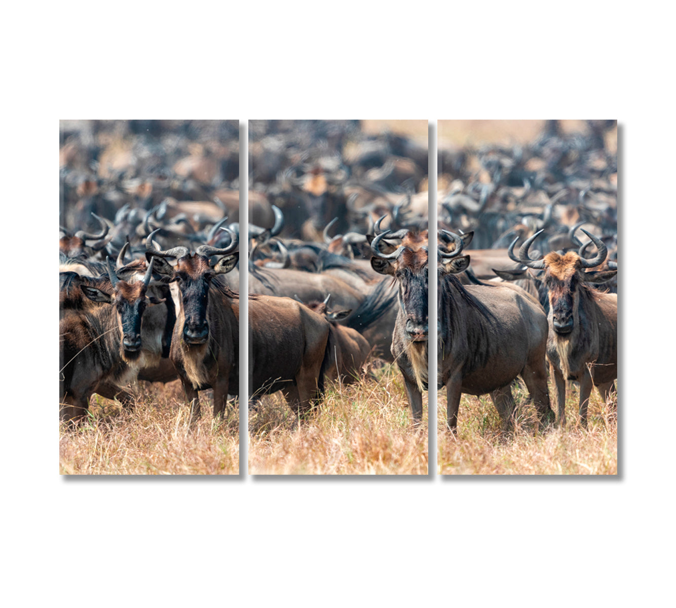 Herd of Wildebeests in Natural Habitat Canvas Print-Canvas Print-CetArt-3 Panels-36x24 inches-CetArt