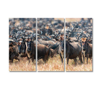 Herd of Wildebeests in Natural Habitat Canvas Print-Canvas Print-CetArt-3 Panels-36x24 inches-CetArt