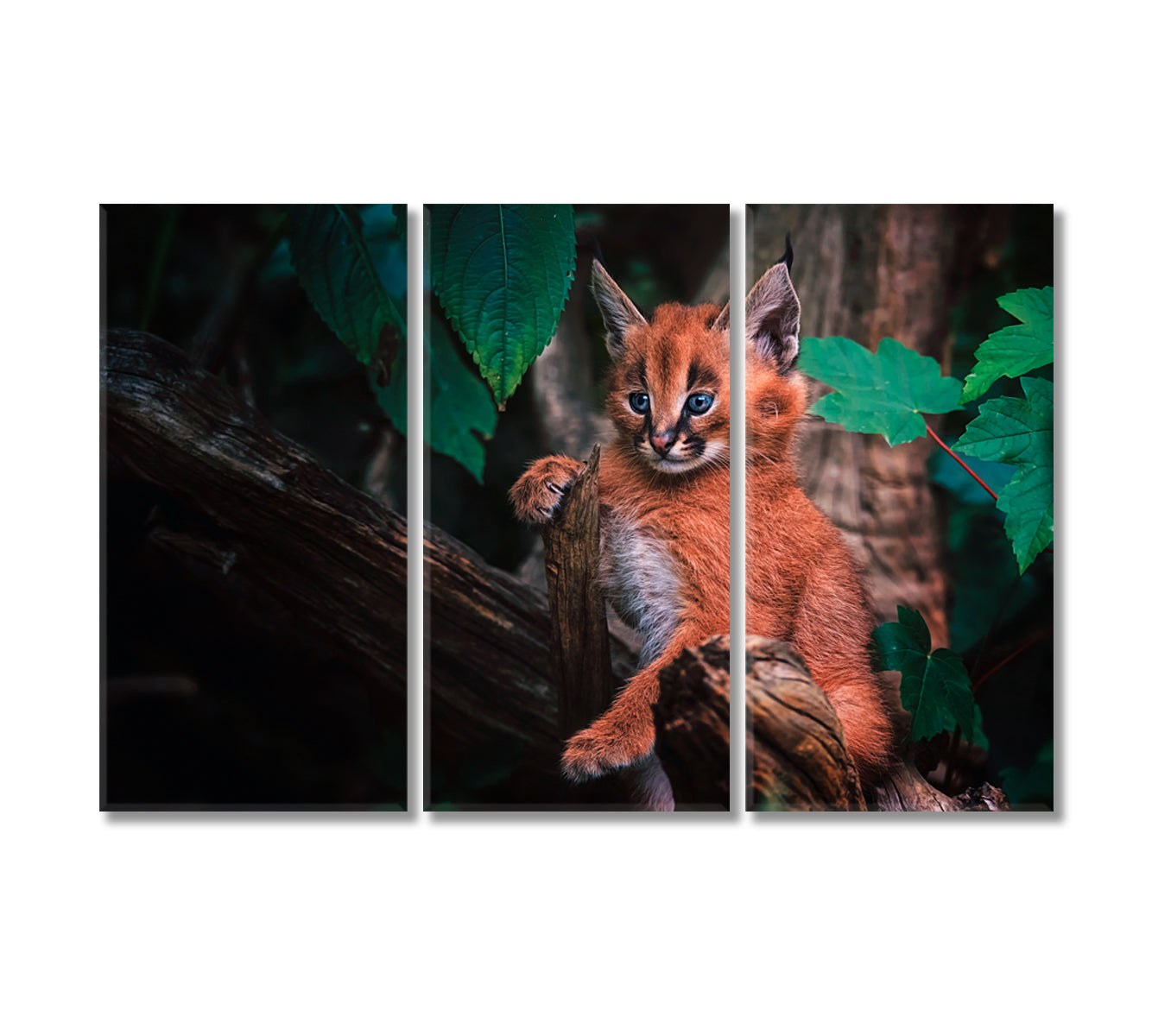 Cute Baby Caracal Canvas Print-Canvas Print-CetArt-3 Panels-36x24 inches-CetArt