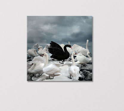 Single Black Swan among White Swans Canvas Print-Canvas Print-CetArt-1 panel-12x12 inches-CetArt