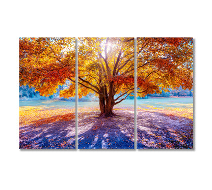 Beautiful Big Tree in Autumn Canvas Print-Canvas Print-CetArt-3 Panels-36x24 inches-CetArt