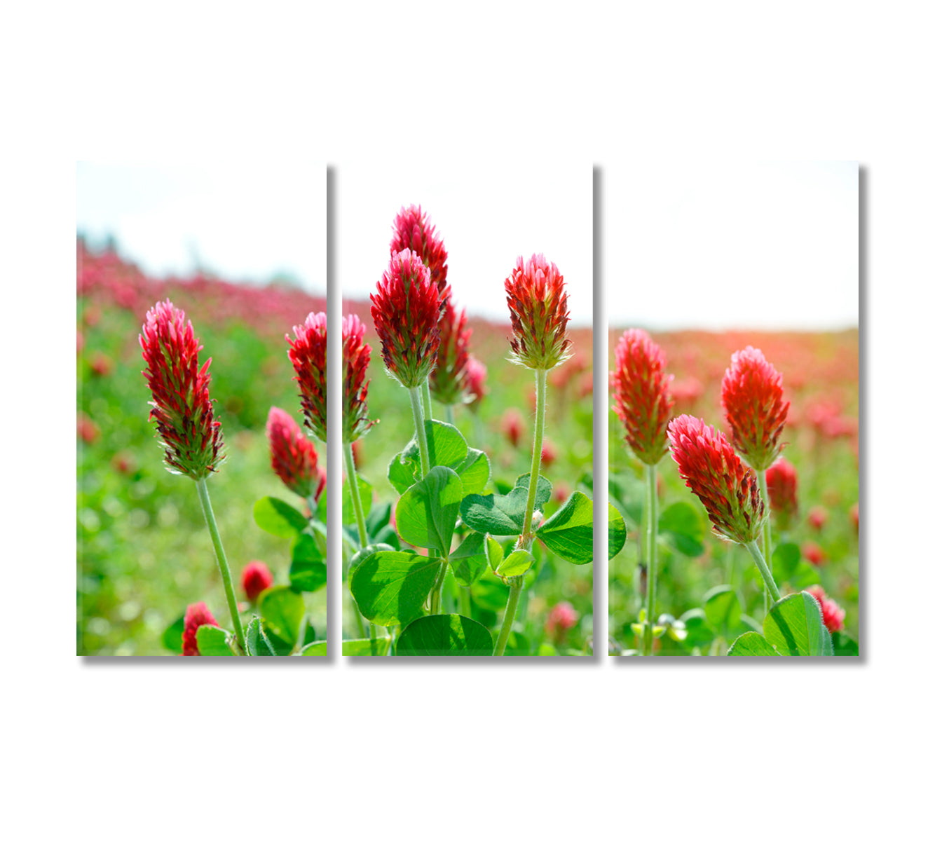 Clovers Field Canvas Print-Canvas Print-CetArt-3 Panels-36x24 inches-CetArt