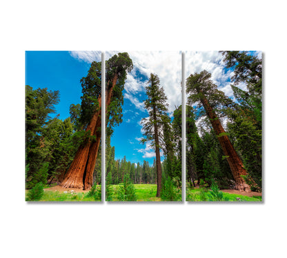 Sequoia Trees In Sequoia National Park California USA Canvas Print-Canvas Print-CetArt-3 Panels-36x24 inches-CetArt