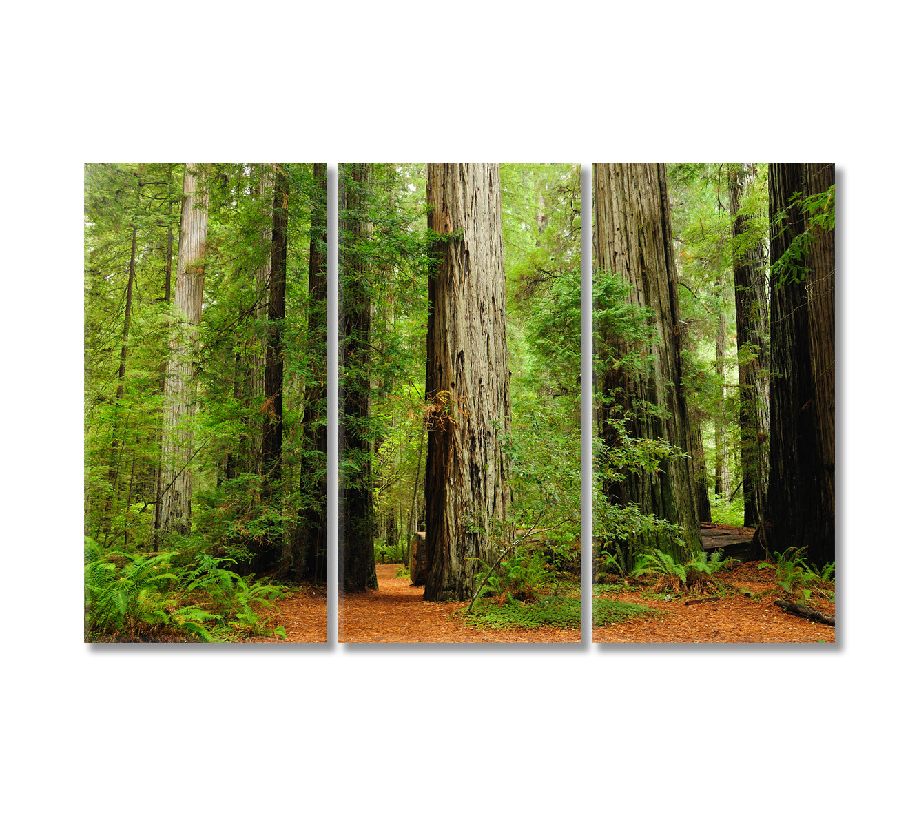 Redwood National Park California USA Canvas Print-Canvas Print-CetArt-3 Panels-36x24 inches-CetArt