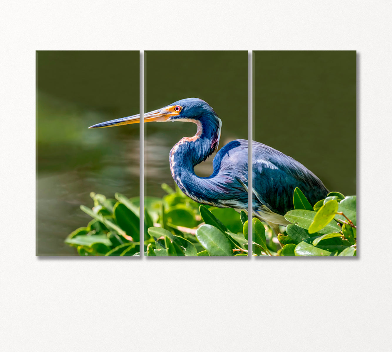 Tricolored Heron Canvas Print-Canvas Print-CetArt-3 Panels-36x24 inches-CetArt