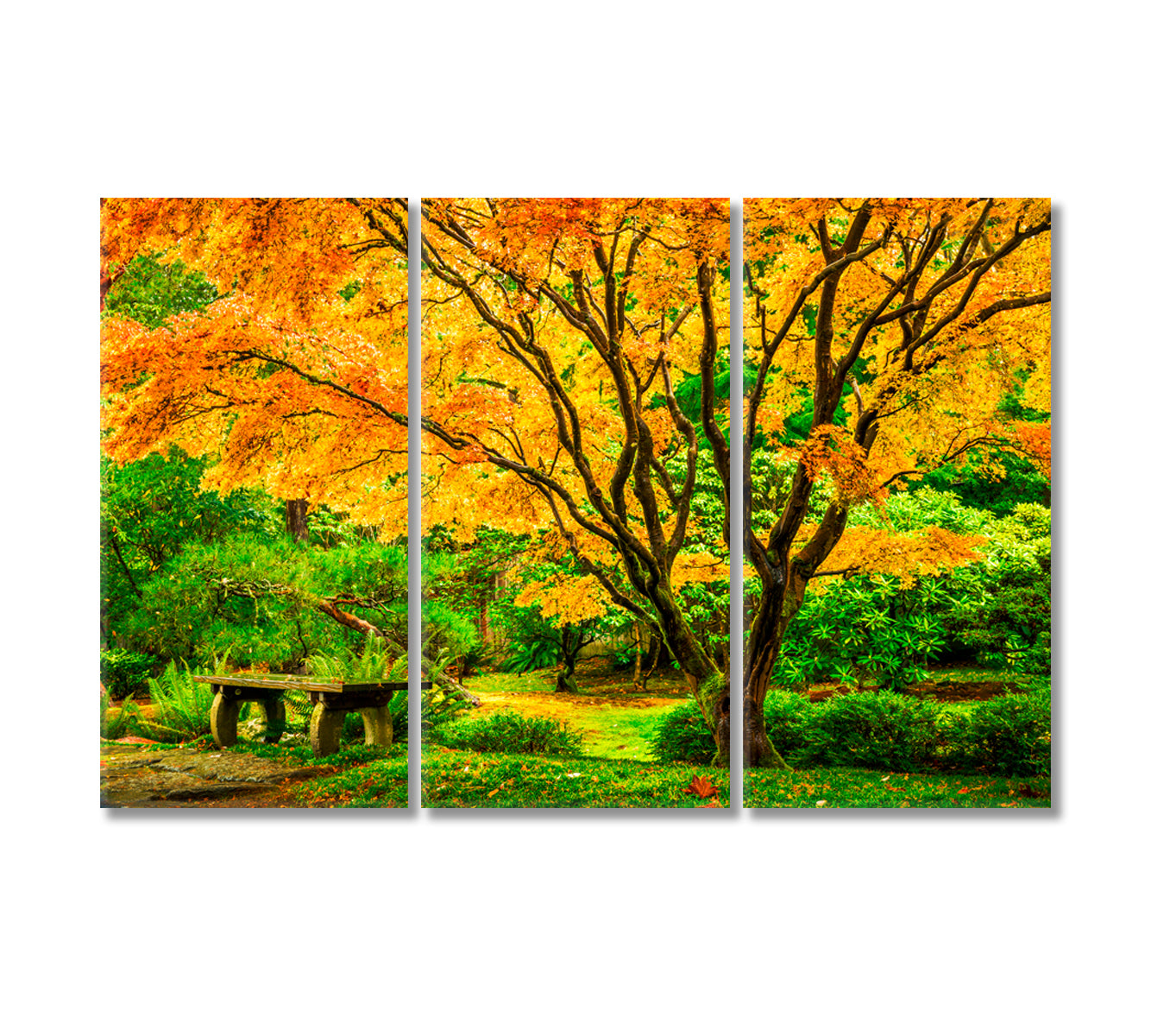 Japanese Maple Tree Washington Park Arboretum Botanical Garden Canvas Print-Canvas Print-CetArt-3 Panels-36x24 inches-CetArt