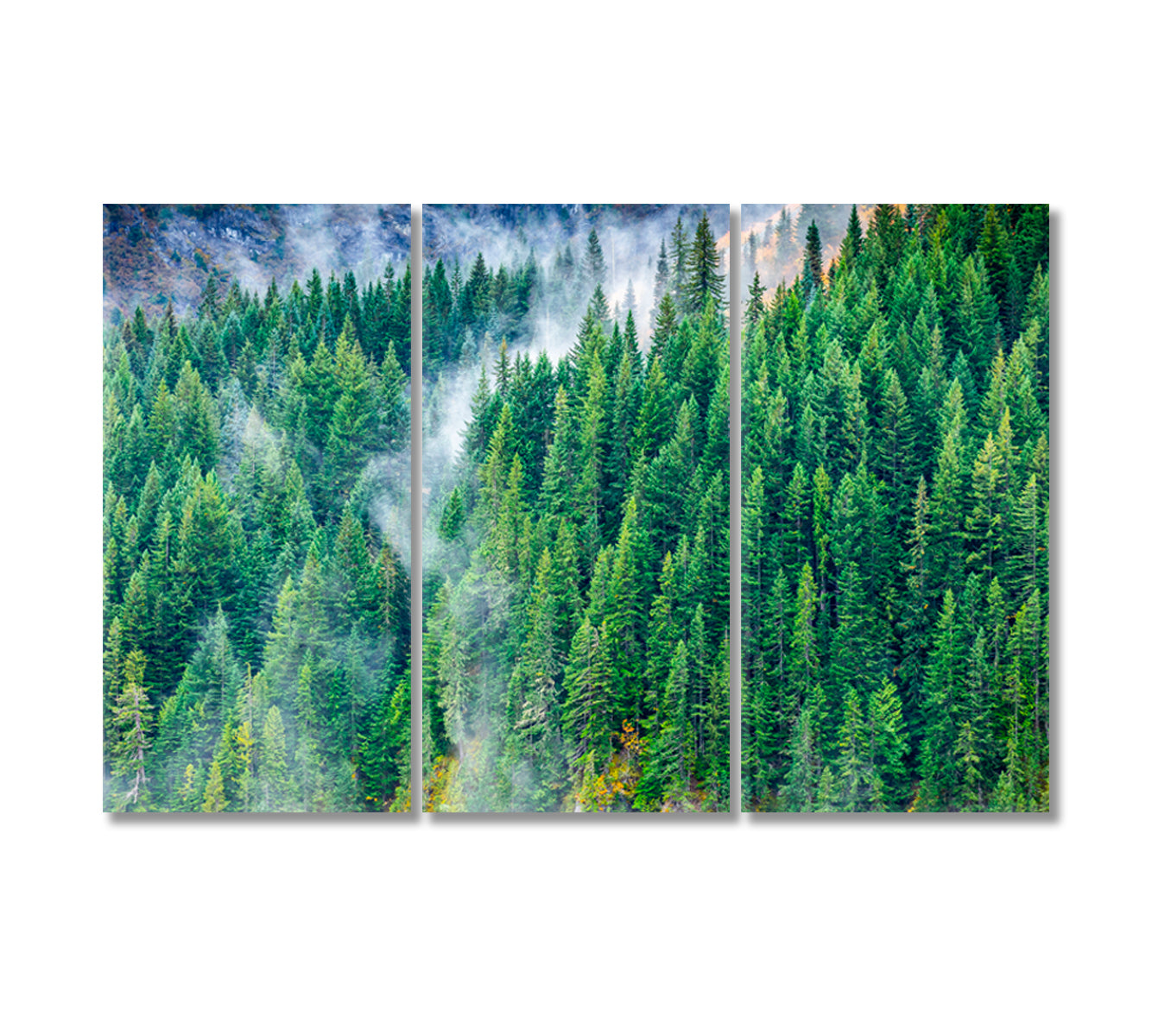 Pine Woods Covered by Fog Canvas Print-Canvas Print-CetArt-3 Panels-36x24 inches-CetArt