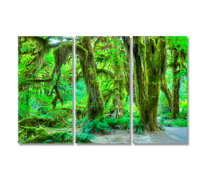 Hoh Rainforest Olympic NP Washington USA Canvas Print-Canvas Print-CetArt-3 Panels-36x24 inches-CetArt