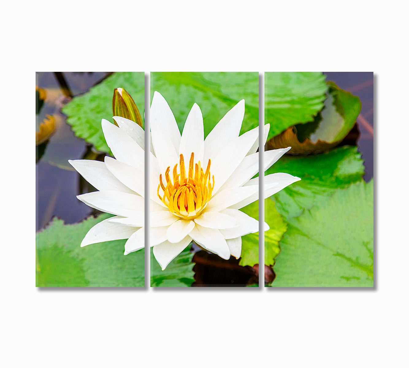 White Lotus Flower Canvas Print-Canvas Print-CetArt-3 Panels-36x24 inches-CetArt