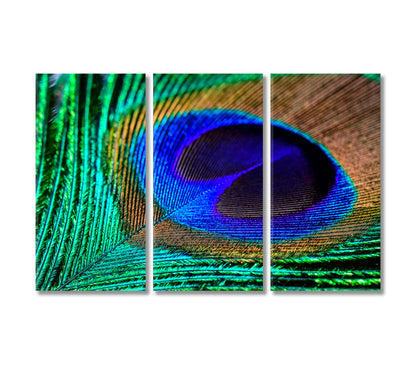 Colorful Peacock Feather Canvas Print-Canvas Print-CetArt-3 Panels-36x24 inches-CetArt