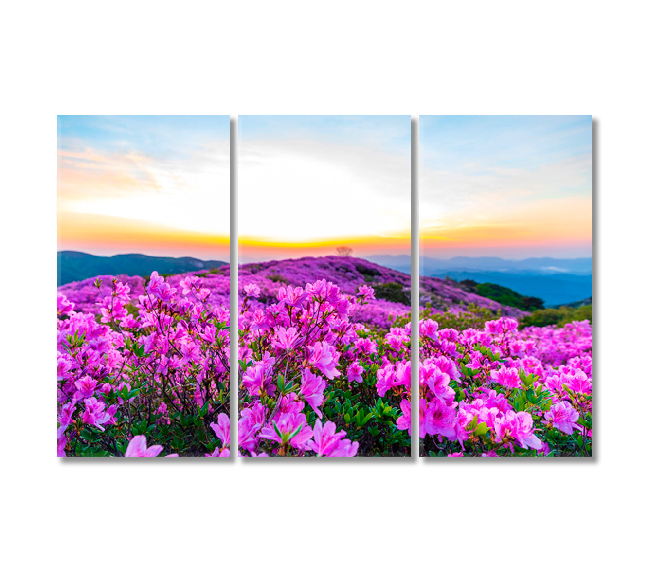 Pink Azalea Blossoms on Hwangmaesan Mountain Korea Canvas Print-Canvas Print-CetArt-3 Panels-36x24 inches-CetArt