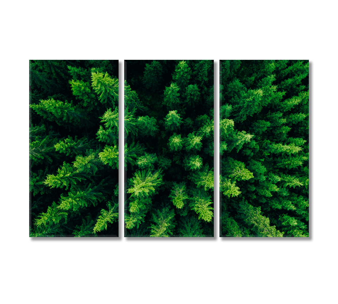 Spruce and Pine Trees Forest Finland Canvas Print-Canvas Print-CetArt-3 Panels-36x24 inches-CetArt