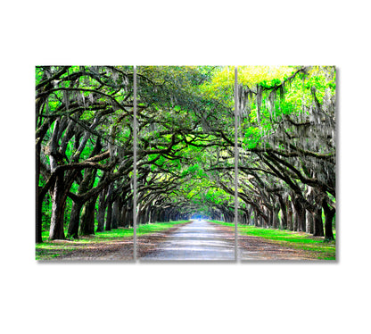 Old Oaks with Moss Along the Road Canvas Print-Canvas Print-CetArt-3 Panels-36x24 inches-CetArt