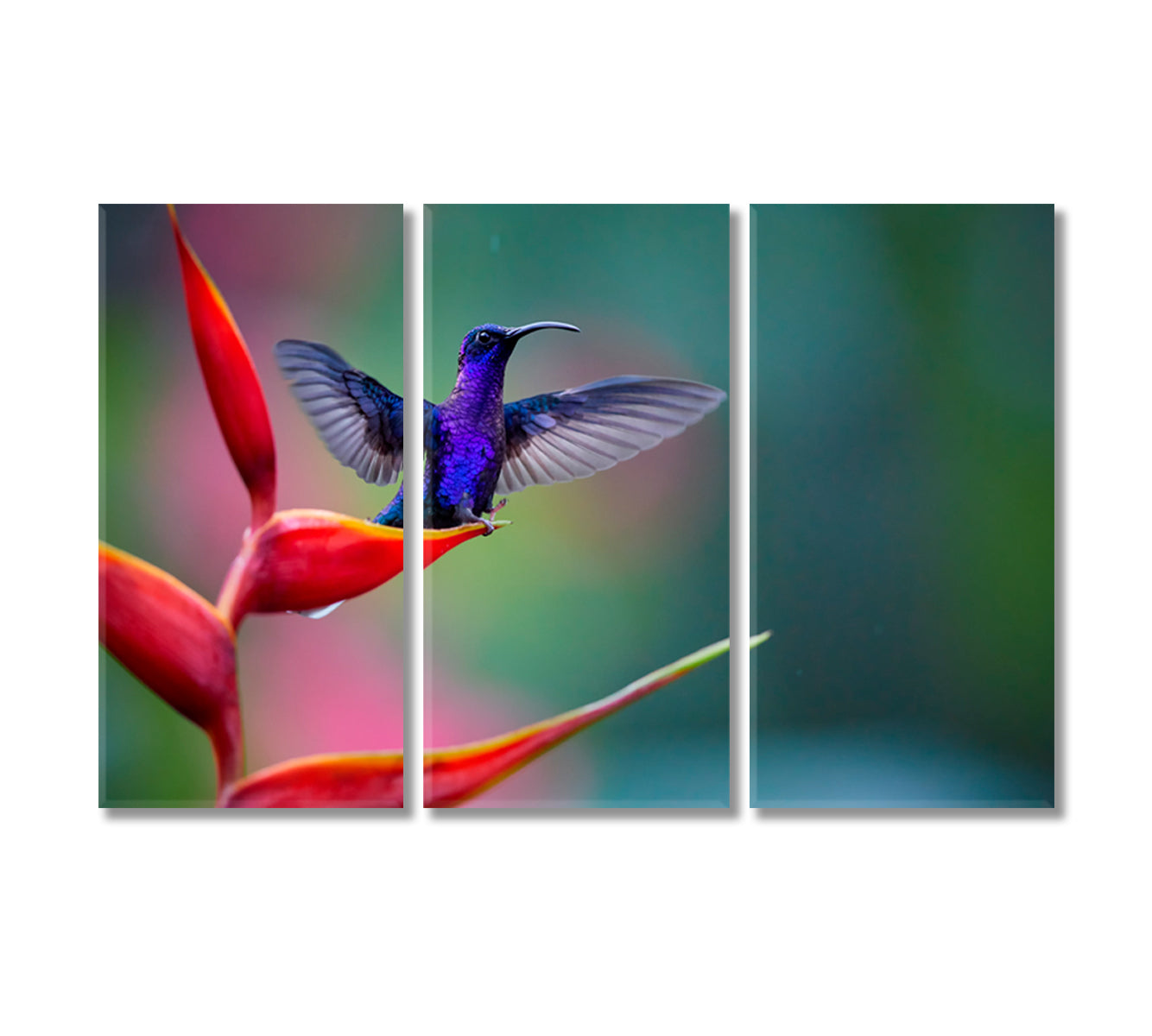 Hummingbird on Red Heliconia Flower Costa Rica Canvas Print-Canvas Print-CetArt-3 Panels-36x24 inches-CetArt