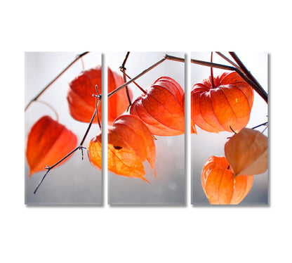 Dry Physalis Alkekengi Lanterns Canvas Print-Canvas Print-CetArt-3 Panels-36x24 inches-CetArt