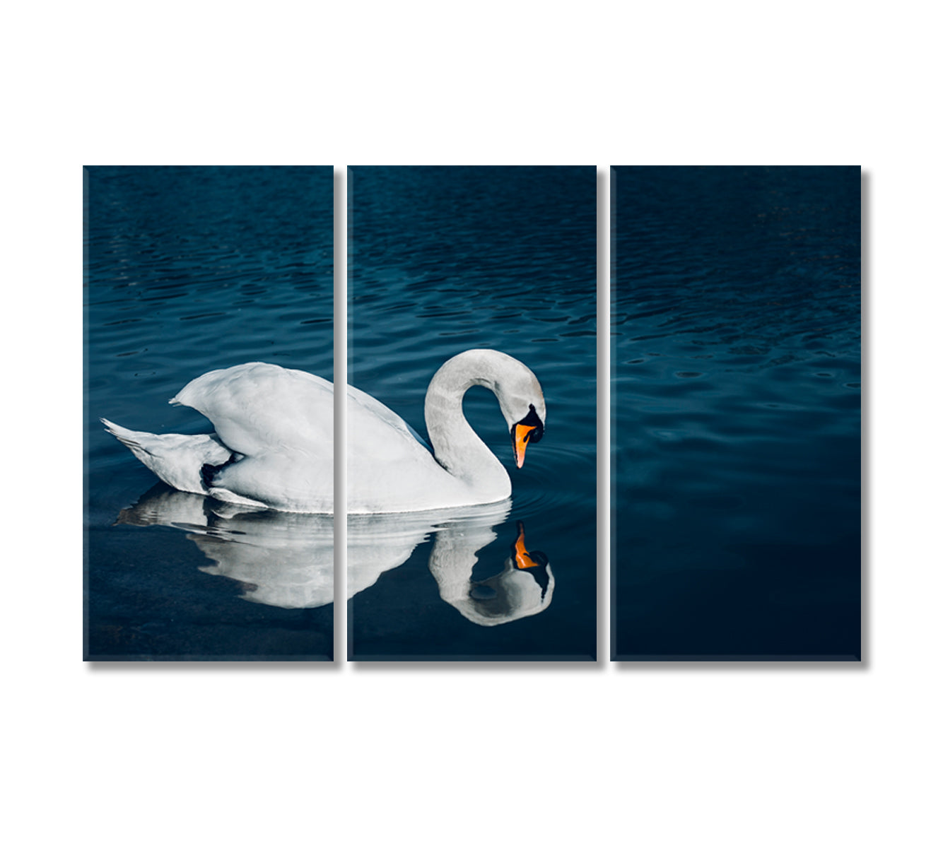 Beautiful Swan in Crystal Blue Lake Canvas Print-Canvas Print-CetArt-3 Panels-36x24 inches-CetArt