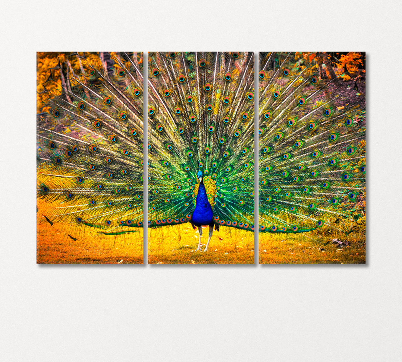 Blue Peacock with Open Tail Canvas Print-Canvas Print-CetArt-3 Panels-36x24 inches-CetArt