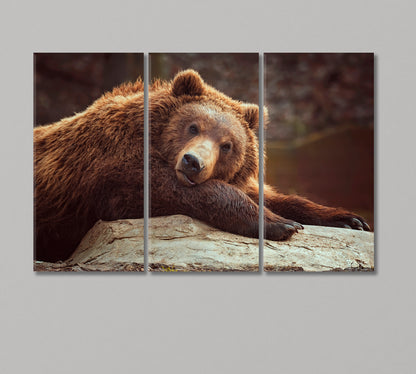 Brown Bear Canvas Print-Canvas Print-CetArt-3 Panels-36x24 inches-CetArt