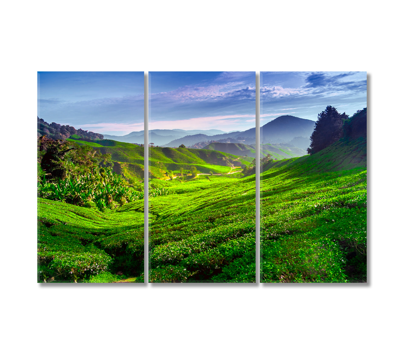 Tea Plantation in Cameron Highlands Malaysia Canvas Print-Canvas Print-CetArt-3 Panels-36x24 inches-CetArt