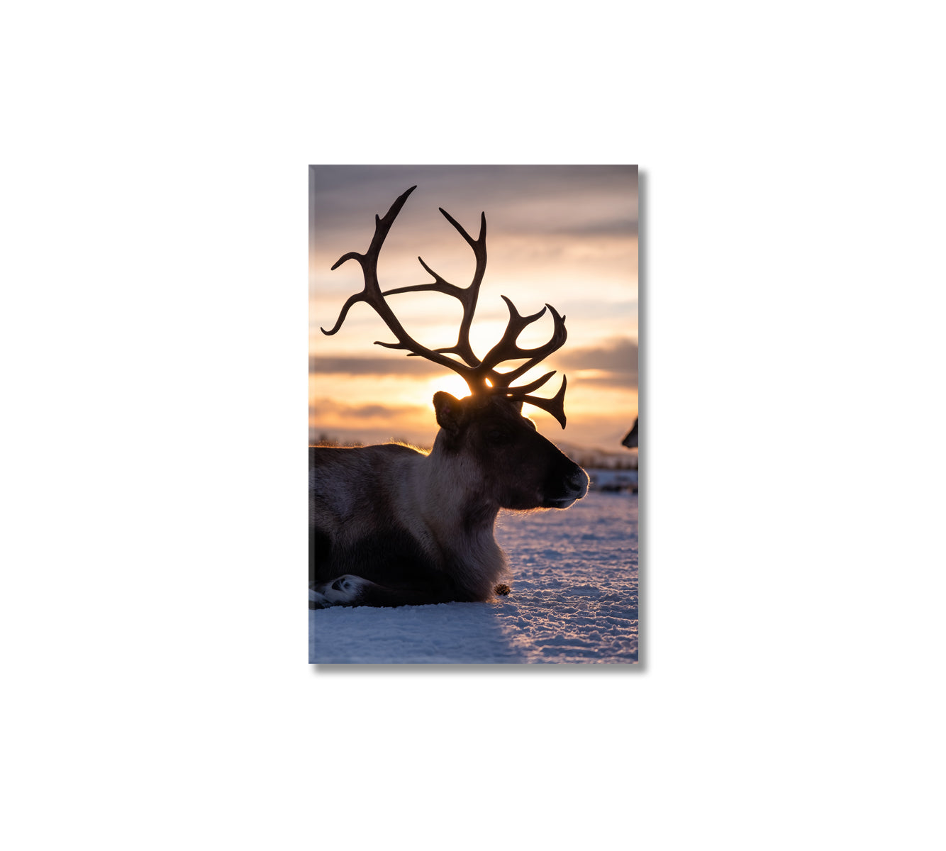 Reindeer Canvas Print-Canvas Print-CetArt-1 panel-16x24 inches-CetArt