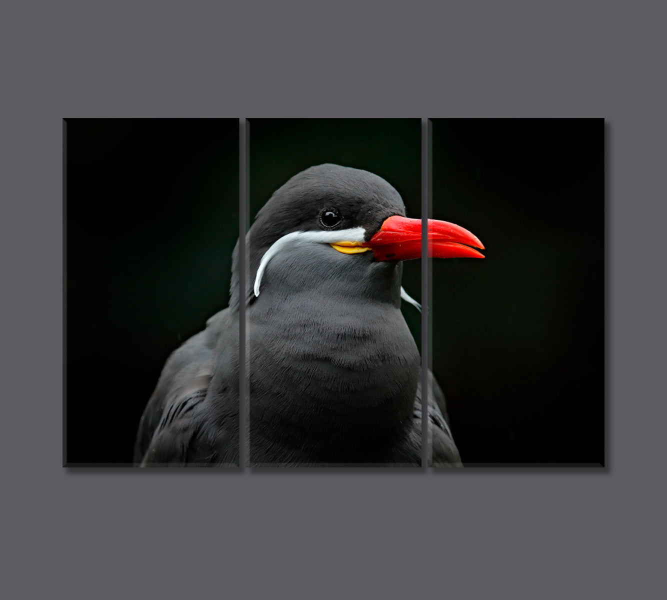 Black Tern Bird with Red Beak Canvas Print-Canvas Print-CetArt-3 Panels-36x24 inches-CetArt