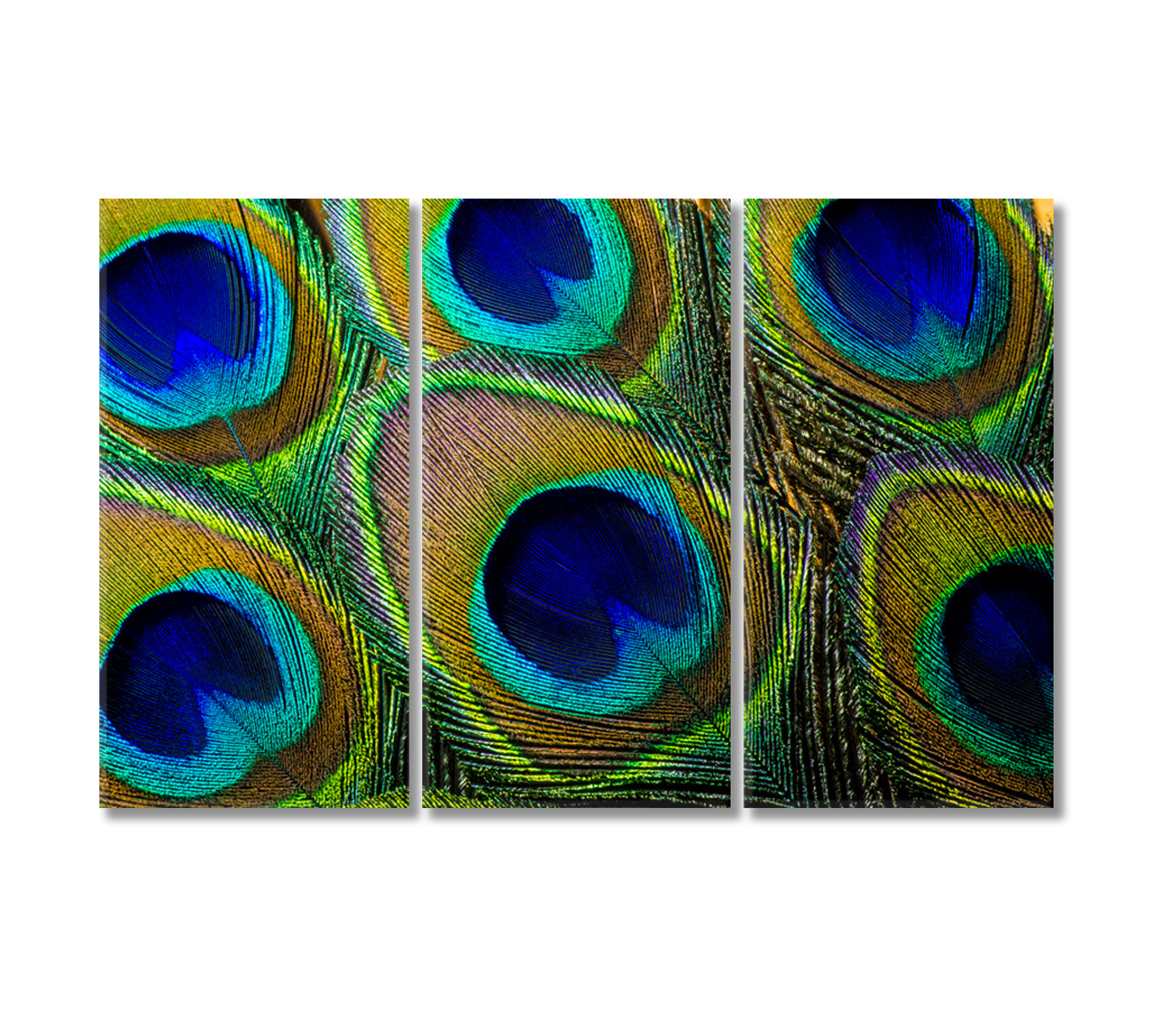 Colorful Peacock Feathers Canvas Print-Canvas Print-CetArt-3 Panels-36x24 inches-CetArt