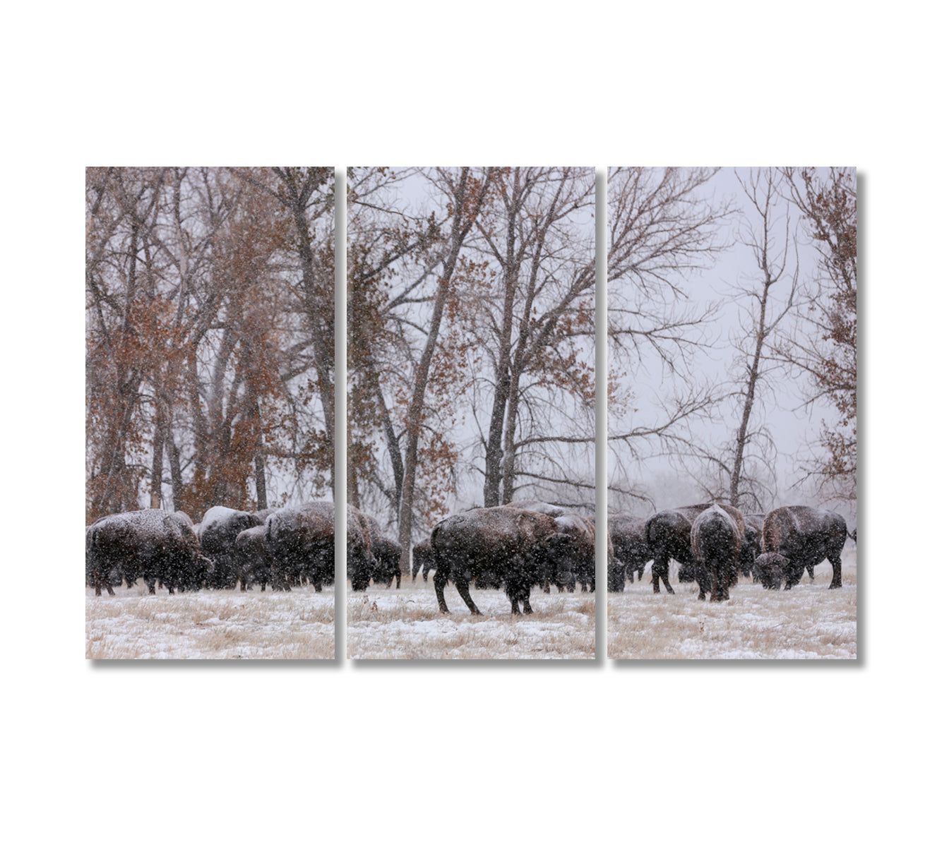 Herd of Bison in Snowfall Canvas Print-Canvas Print-CetArt-3 Panels-36x24 inches-CetArt