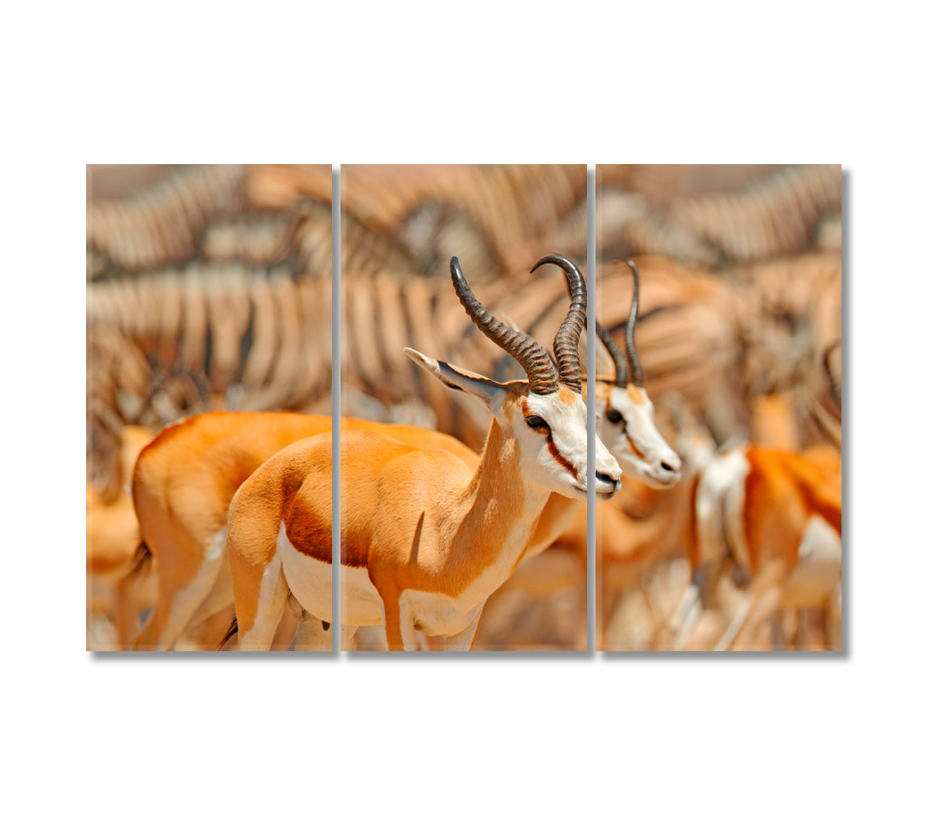 Red Gazelles and Herd Zebras Namibia Canvas Print-Canvas Print-CetArt-3 Panels-36x24 inches-CetArt