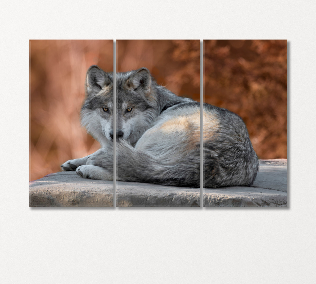 Mexican Gray Wolf Canvas Print-Canvas Print-CetArt-3 Panels-36x24 inches-CetArt