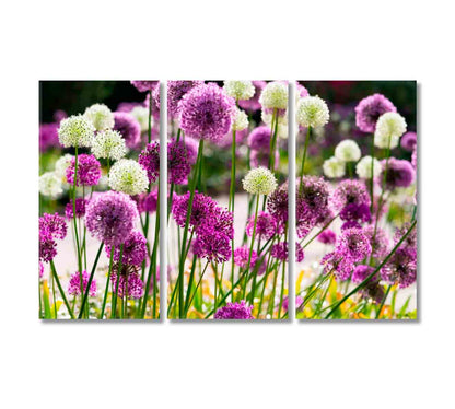 Beautiful Allium Bloom Canvas Print-Canvas Print-CetArt-3 Panels-36x24 inches-CetArt