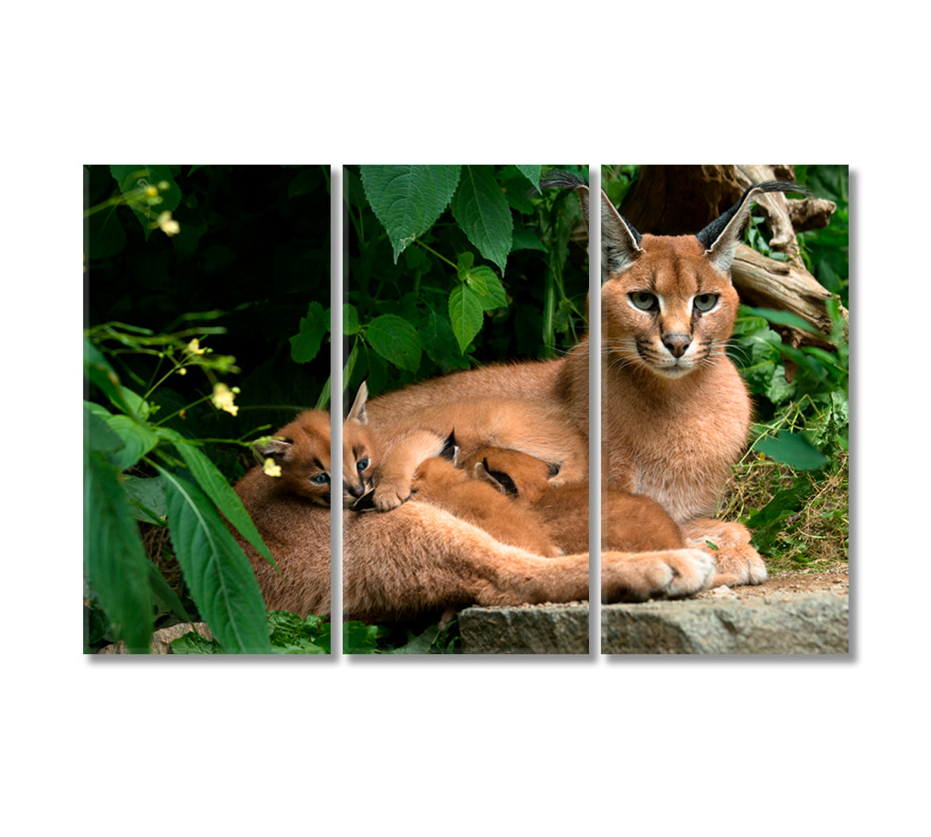 Caracal Family Canvas Print-Canvas Print-CetArt-3 Panels-36x24 inches-CetArt