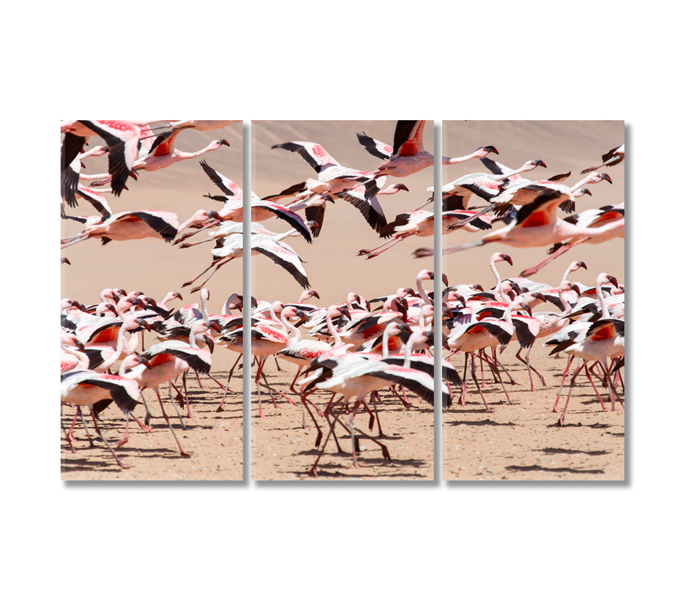 Flamingo Bird Namibia Africa Canvas Print-Canvas Print-CetArt-3 Panels-36x24 inches-CetArt