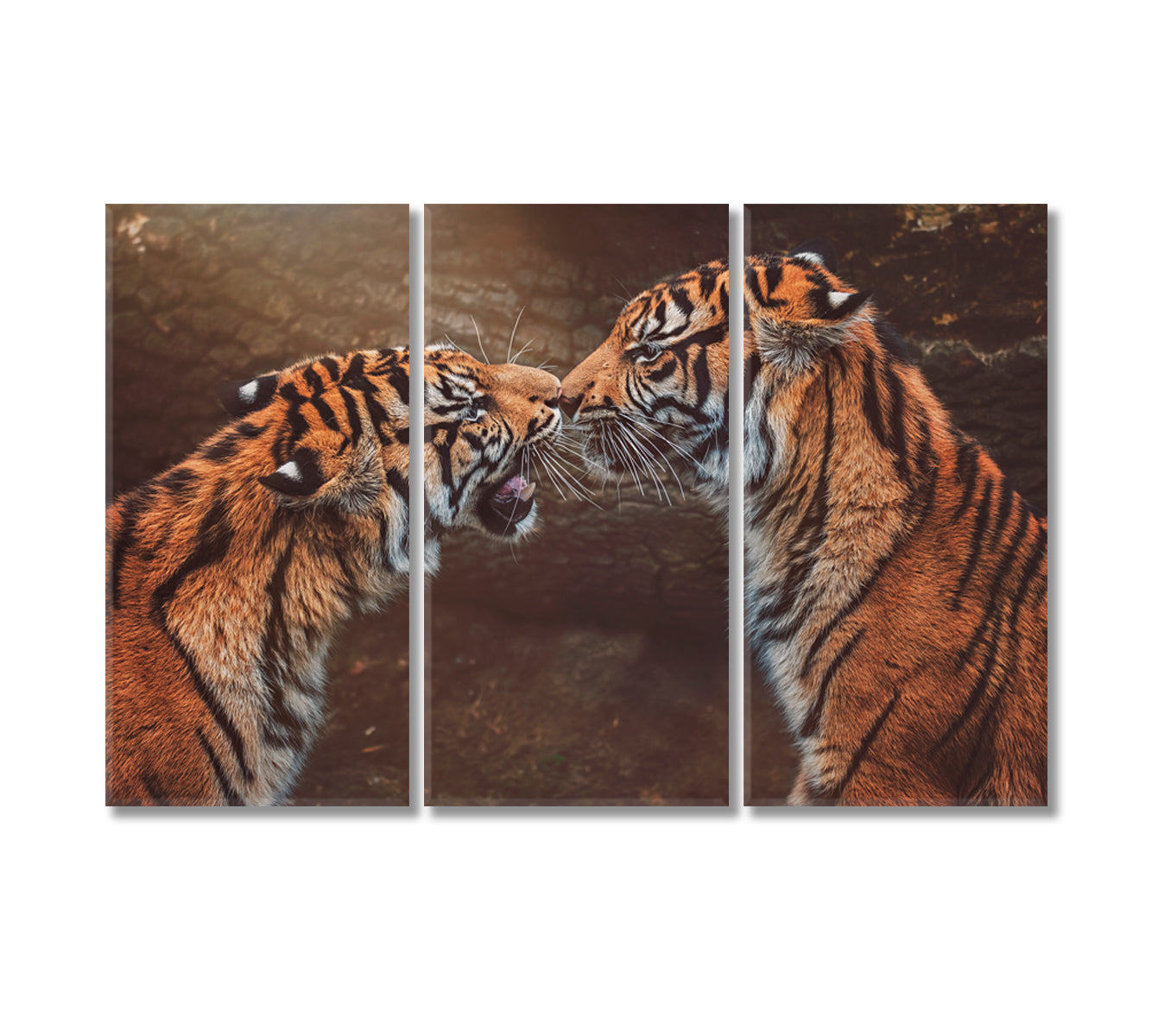 Two Sumatran Tiger Canvas Print-Canvas Print-CetArt-3 Panels-36x24 inches-CetArt