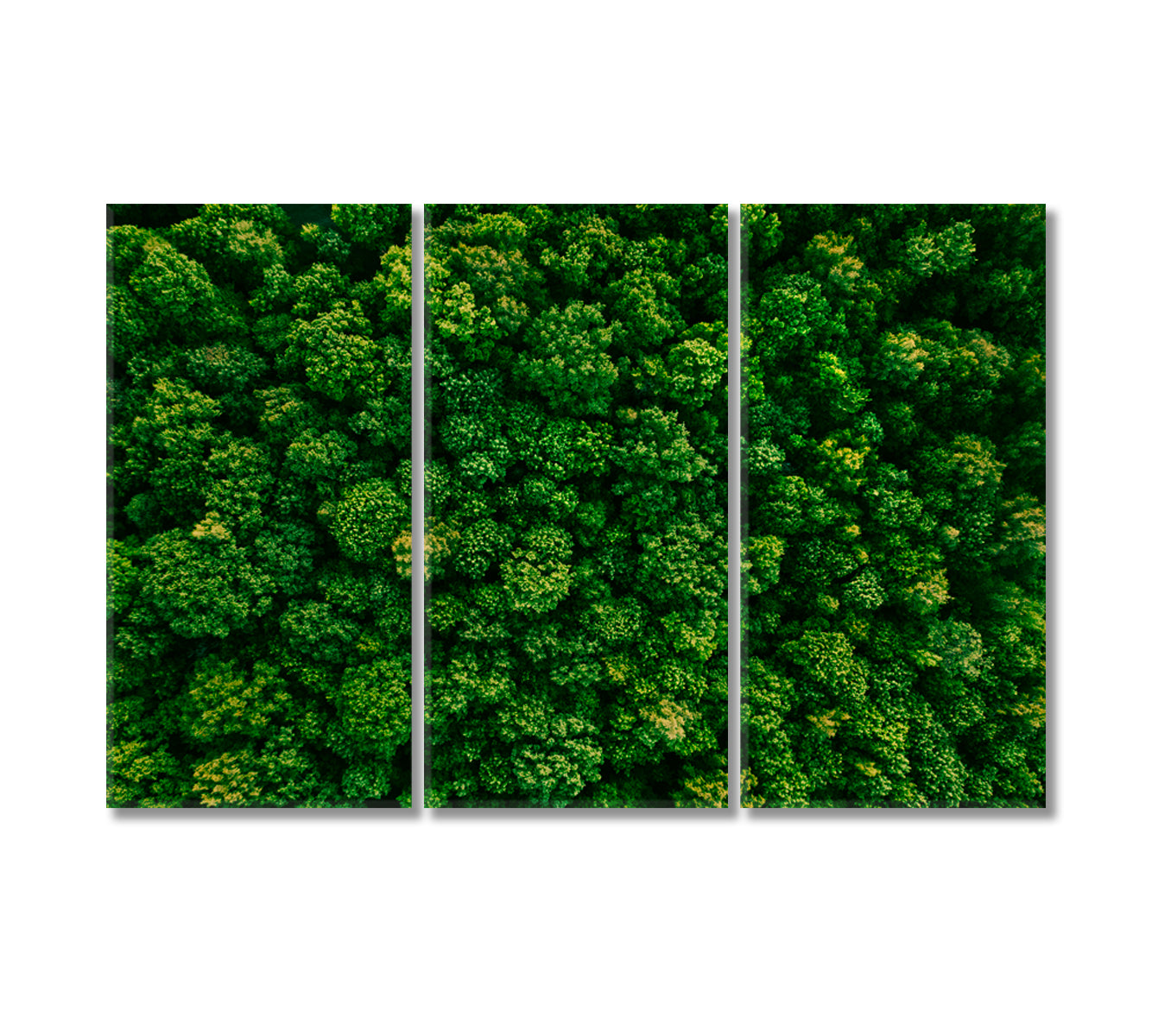 Summer Forest Canvas Print-Canvas Print-CetArt-3 Panels-36x24 inches-CetArt