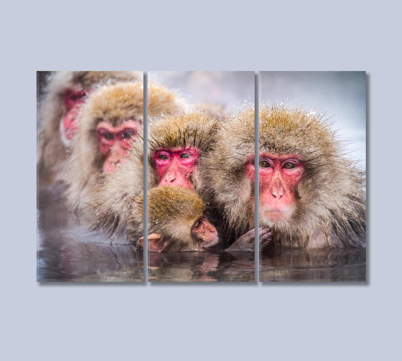 Family of Monkeys Swimming in River Canvas Print-Canvas Print-CetArt-3 Panels-36x24 inches-CetArt