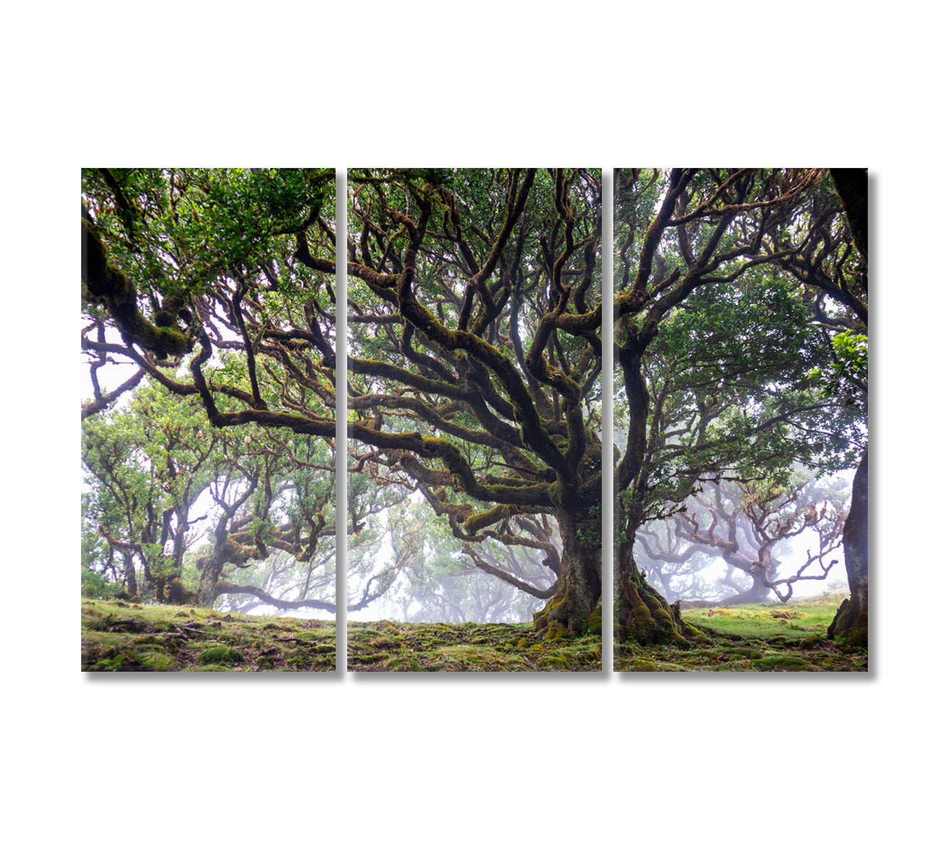 Laurel Tree in Laurisilva Forest Madeira Island Portugal Canvas Print-Canvas Print-CetArt-3 Panels-36x24 inches-CetArt