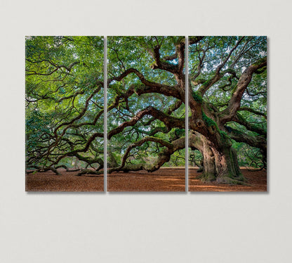 Oak Tree Canvas Print-Canvas Print-CetArt-3 Panels-36x24 inches-CetArt