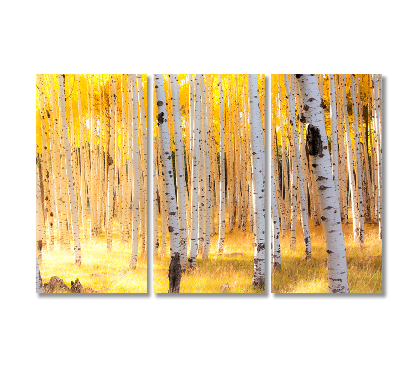 Aspen Trees in Autumn Flagstaff Arizona Canvas Print-Canvas Print-CetArt-3 Panels-36x24 inches-CetArt