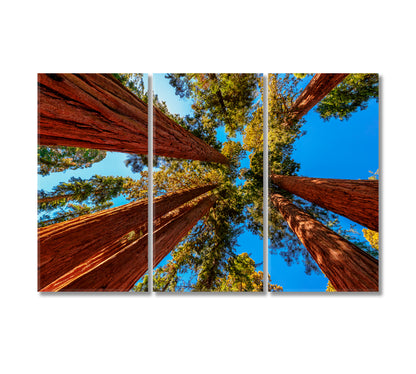 Tall Sequoia Trees Canvas Print-Canvas Print-CetArt-3 Panels-36x24 inches-CetArt