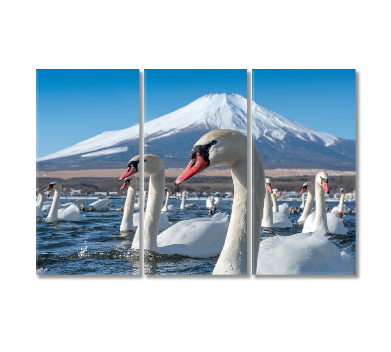 Mount Fuji with Swans at Lake Yamanaka Japan Canvas Print-Canvas Print-CetArt-3 Panels-36x24 inches-CetArt