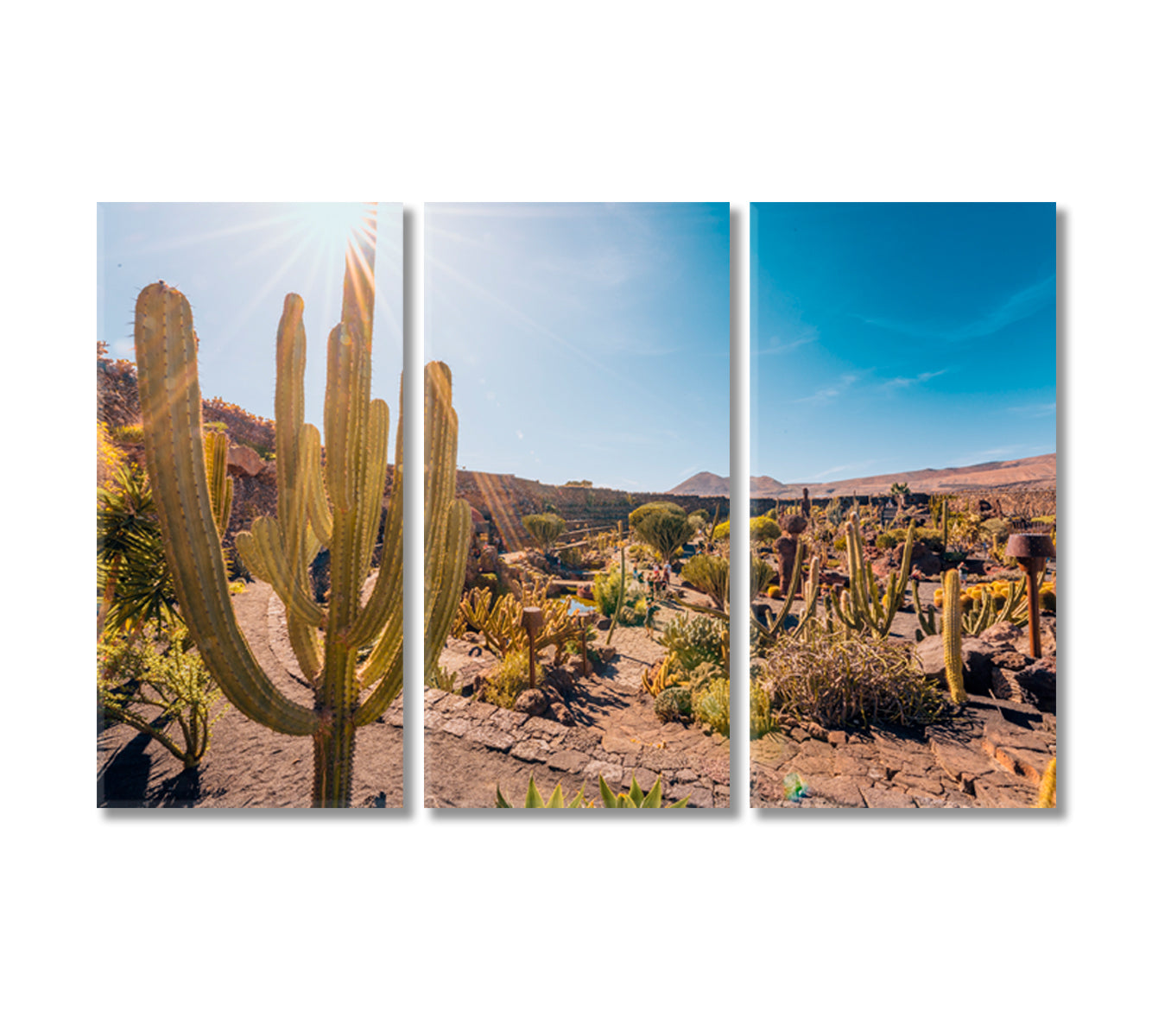 Cactus Garden Lanzarote Canary Islands Spain Canvas Print-Canvas Print-CetArt-3 Panels-36x24 inches-CetArt