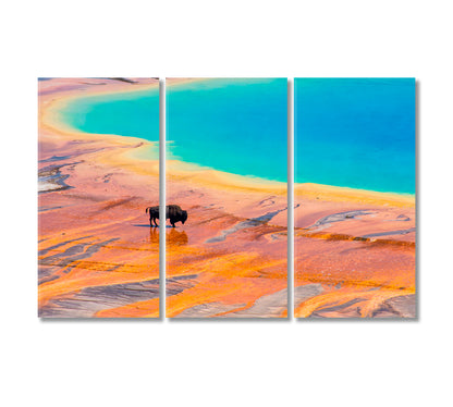 Bison at Grand Prismatic Spring Canvas Print-Canvas Print-CetArt-3 Panels-36x24 inches-CetArt