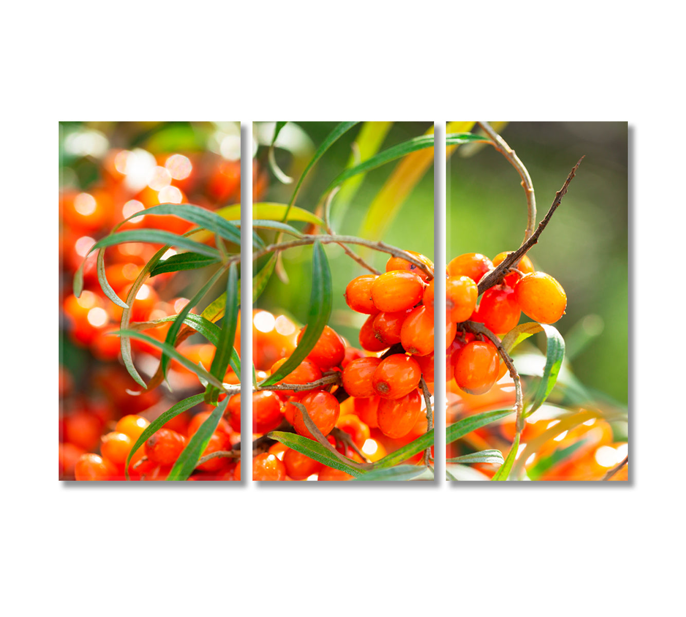 Branch of Ripe Sea Buckthorn Berries Canvas Print-Canvas Print-CetArt-3 Panels-36x24 inches-CetArt