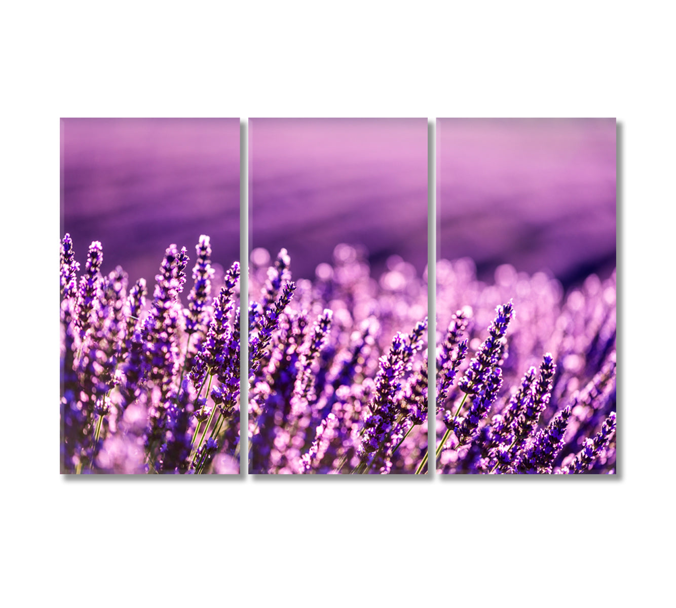 Lavender Field at Summer Provence France Canvas Print-Canvas Print-CetArt-3 Panels-36x24 inches-CetArt