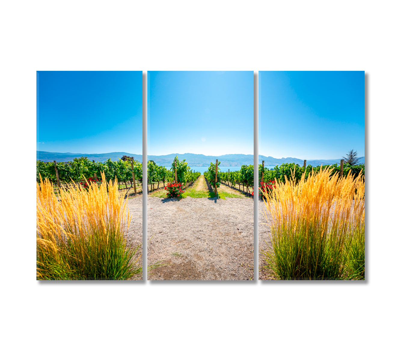 Vineyards Landscape Western Canada British Columbia Canvas Print-Canvas Print-CetArt-3 Panels-36x24 inches-CetArt