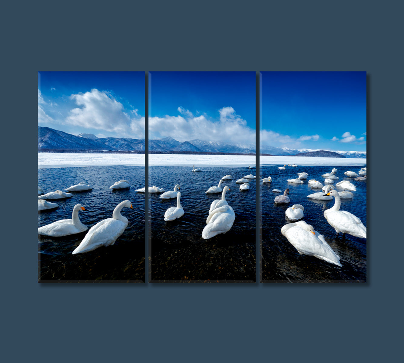 Swans at Lake Kussharo Hokkaido Japan Canvas Print-Canvas Print-CetArt-3 Panels-36x24 inches-CetArt