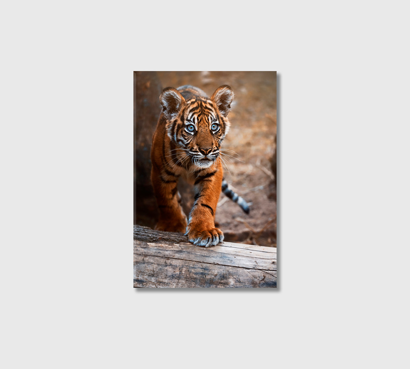 Sumatran Tiger Cub Canvas Print-Canvas Print-CetArt-1 panel-16x24 inches-CetArt