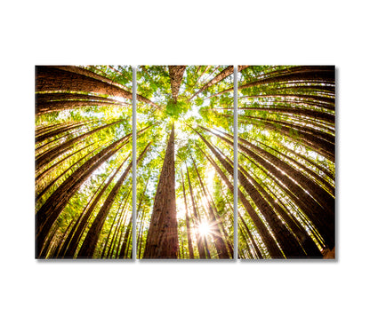 Redwood Plantation Australia Canvas Print-Canvas Print-CetArt-3 Panels-36x24 inches-CetArt