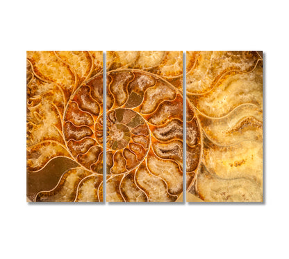 Nautilus Shell Fossil Canvas Print-Canvas Print-CetArt-3 Panels-36x24 inches-CetArt