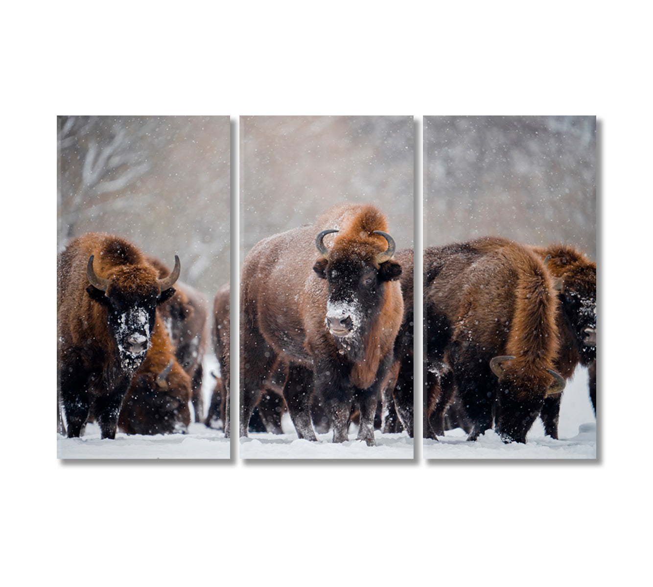 Herd of Wild Bisons in Winter Time Canvas Print-Canvas Print-CetArt-3 Panels-36x24 inches-CetArt